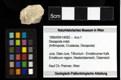 Foto (Objekt + Etiketten) von Decapoda indet. 